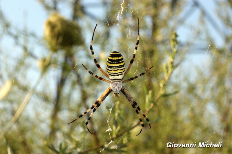 ..sempre un bel vedere...: Argiope bruennichi, femmina - Magenta (MI)